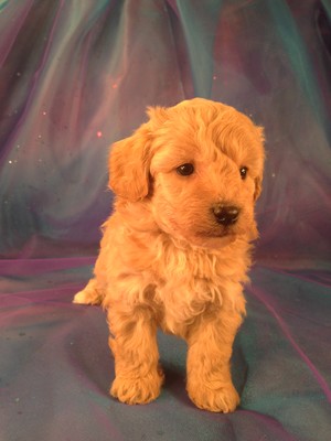 Bichon Poodle puppies for sale|Bichon Poo #4 Born 2-5-13|Purebredpups breeds Bichon Poodles for less than $700